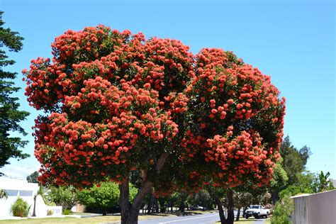 Most of them easy to grow, and they also maintain their attractive green foliage. ornamental trees | nowathome