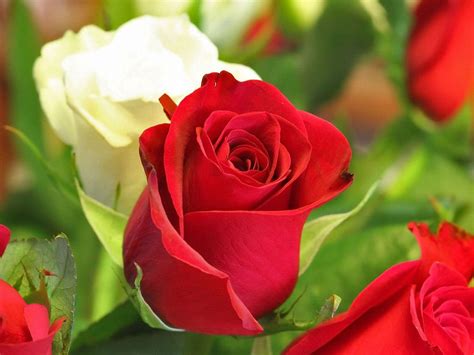 Download free image of red rose flower blooming about red roses, red rose love, valentine flowers, flower and rose dozen 71320. Love Rose Flowers - Flower HD Wallpapers, Images, PIctures ...
