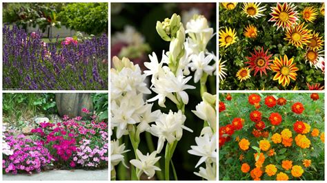 Flowers that bloom all summer in indiana. Flowers Planted in April That Bloom All Summer Long