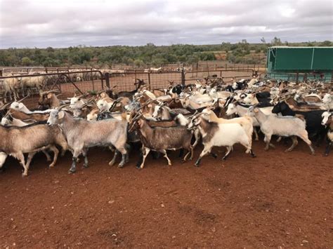 Lot 110 280 Goats Does Auctionsplus