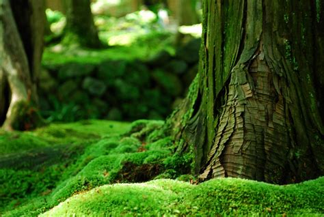 Mossy Forest Wallpapers Wallpaper Cave