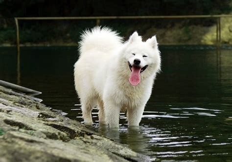 17 Big White Dogs You Cant Help But Love Canine Weekly