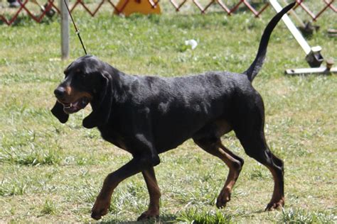 Black And Tan Coonhound Breed Information Black And Tan Coonhound