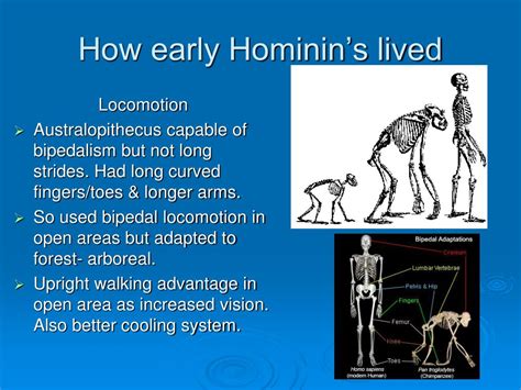 Ppt Hominin Evolution Powerpoint Presentation Free Download Id6878797