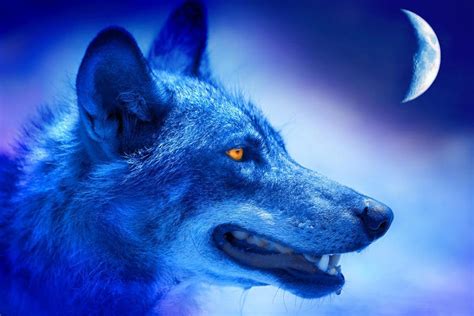 Alpha Wolf Wallpapers Top Free Alpha Wolf Backgrounds Wallpaperaccess