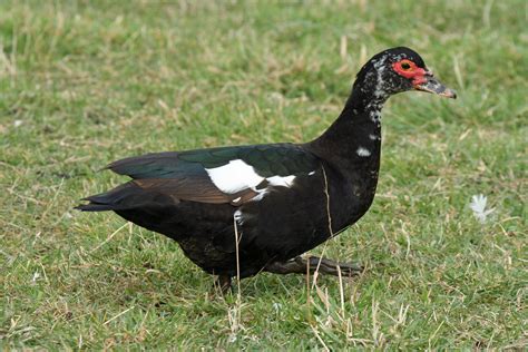 Muscovy Duck New Zealand Birds Online