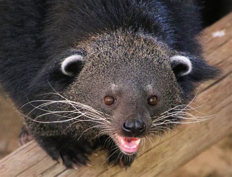 The Binturong Or Bearcat Is A Southeast Asian Mammal And Member Of