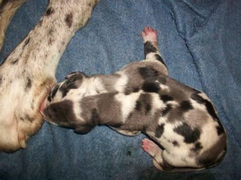 Search by desired gender, age, and more at puppyspot.com. Akc/Ckc Great Dane Puppies! for Sale in Mill Creek, West Virginia Classified | AmericanListed.com