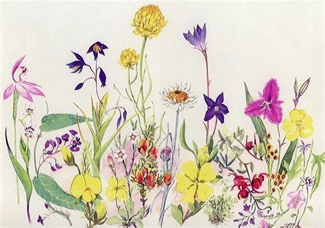 Wildflowers F48 Helen Fitzgerald Botanical Wildlife Artist