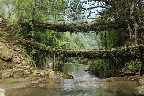 A 2 Level Living Root Bridge Cherrapunjee North Eastern India Pics