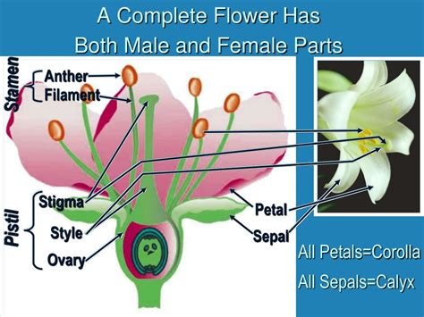 Male And Female Flower Parts Mendels Garden Asu Ask A Biologist Lots Of Trees Are