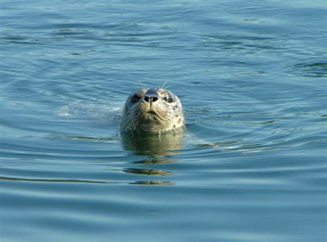 Harbor Seal Observations Northwest Wildlife Online