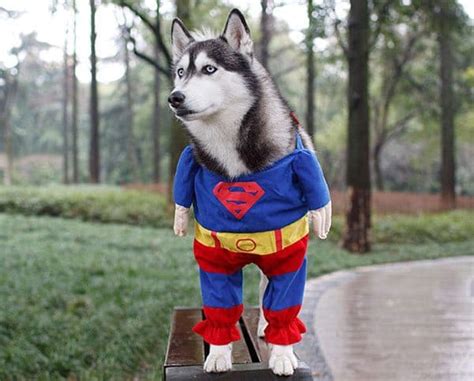 Awesome Halloween Costumes For Pets
