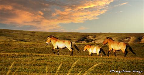 Przewalskis Horses Takhi From Extinction To Reintroduction