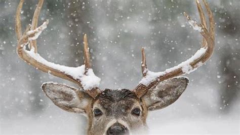 Beautiful Winter Animal Wallpapers Top Free Beautiful Winter Animal