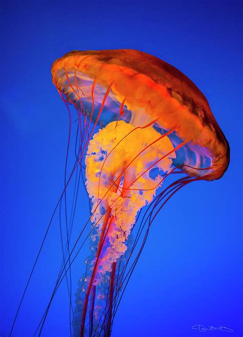 Jellyfish Swimming In Pure Blue Water 3 Photograph By Dan Barba Fine