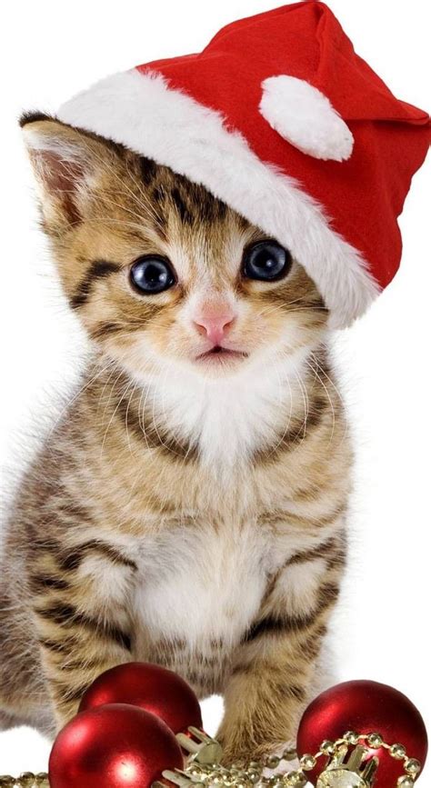 🎄🐾happy Christmas From 🐾🎄 Christmas Kitten Kittens