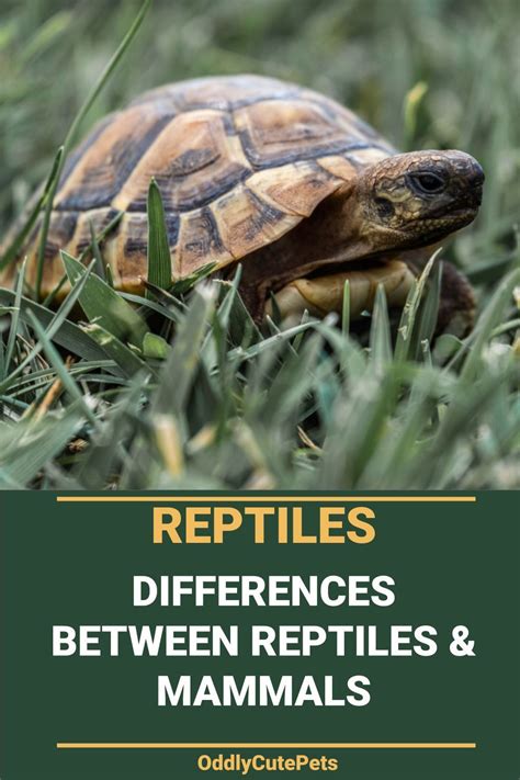 Learn about the differences between mammals and reptiles in all aspects