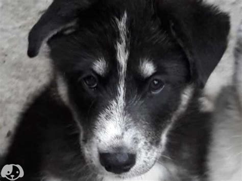 Samoyed Husky Mix Puppies For Sale L Sanpiero