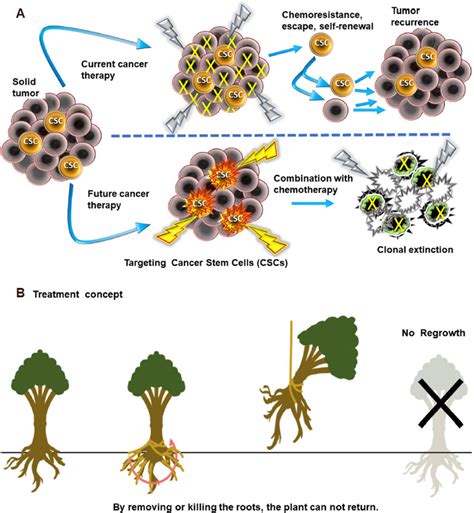 A Targeting Cancer Stem Cells Current Treatments With Conventional