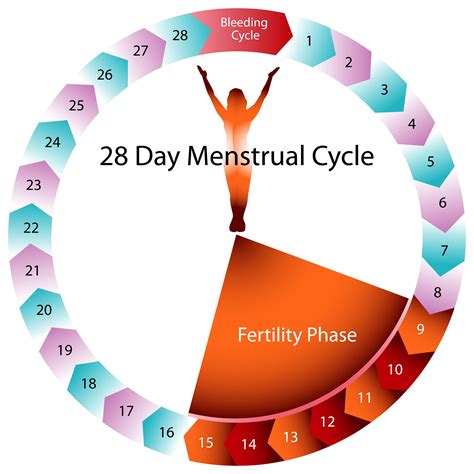 Are You Ovulating On Your Period