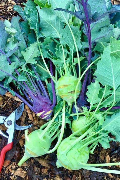 All Events For Start Spring Kohlrabi From Seed Northwest Edible Life
