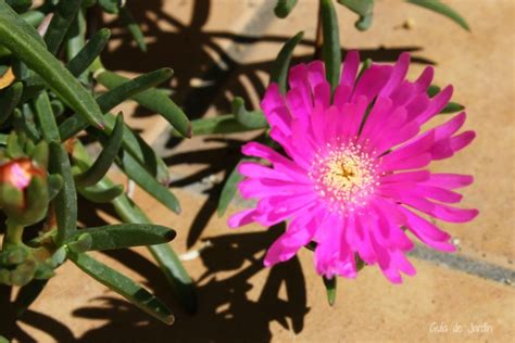 Las Plantas Suculentas Y Sus Flores Guía De Jardín