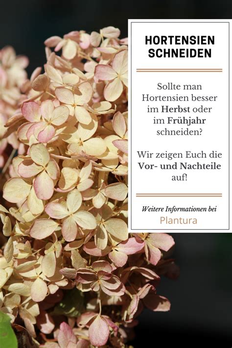 Überblick hortensien richtig düngen wann und wie oft sollten sie hortensien düngen? Hortensien schneiden: Wann & wie? - Plantura | Hortensien ...
