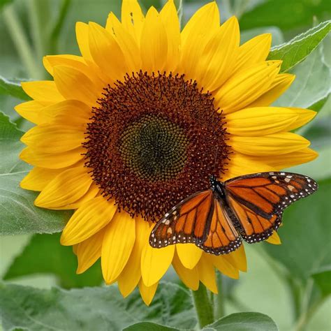 Sunflowers And Butterfliesa Beautiful Combination Nature