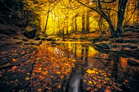 Обои Autumn Creek Forest картинки от Fonwall