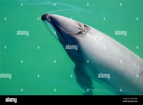 Dolphin Blowhole Hi Res Stock Photography And Images Alamy