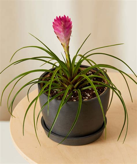 Buy Potted Bromeliad Summer Indoor Plant Bloomscape Money Tree