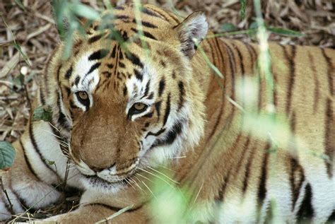 One of the most incredible looking domestic cats is the savannah. Kinds Of Wild Cats. Wild Cats List With Pictures & Facts ...