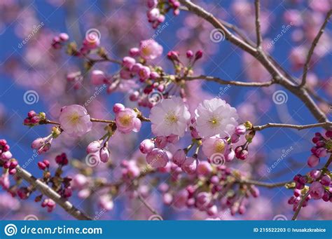 Prunus Sargentii Accolade Sargent Cherry Flowering Tree Branches