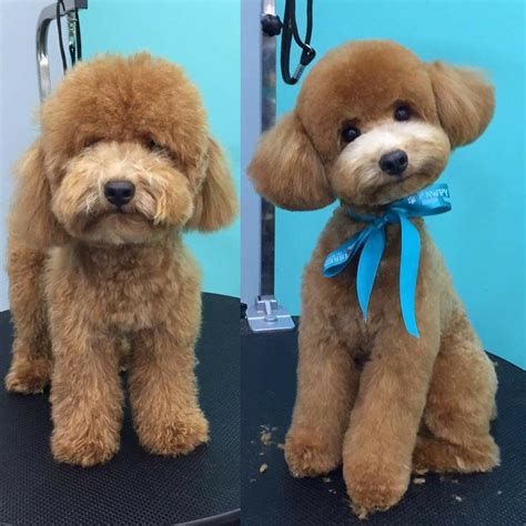 Before And After Poodle Grooming Cockapoo Grooming Poodle Grooming