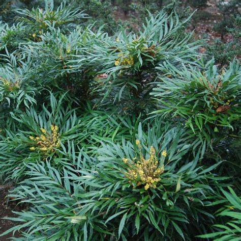 Mahonia Confusa ‘narihira Kiefer Nursery Trees Shrubs Perennials