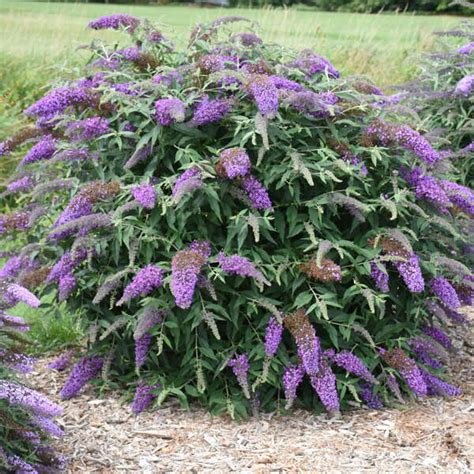 Photo Of The Entire Plant Of Butterfly Bush Buddleja Violet Cascade