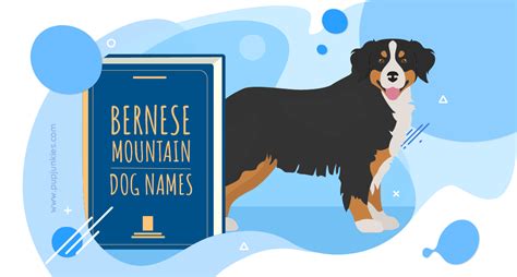 100 Most Popular Bernese Mountain Dog Dog Names Of 2021