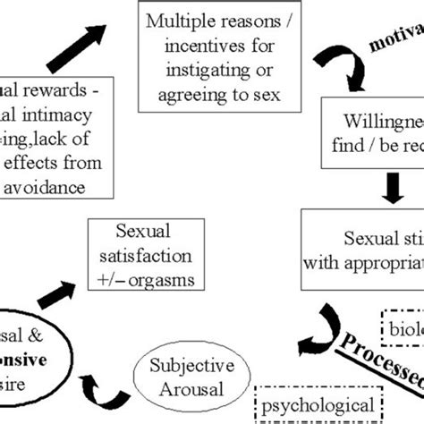 a model of women s sexual arousal adapted from a model of women s download scientific diagram