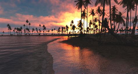 240x320 Palm Trees Sunset Sea Nokia 230 Nokia 215 Samsung Xcover 550