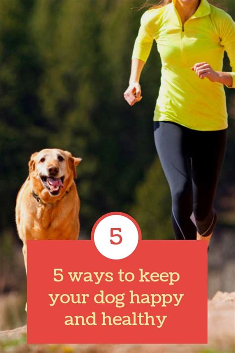 5 Ways To Keep Your Dog Happy And Healthy