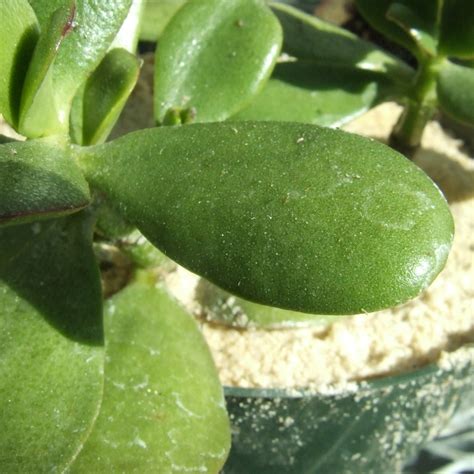 Jade Plant Biology Teaching Greenhouse