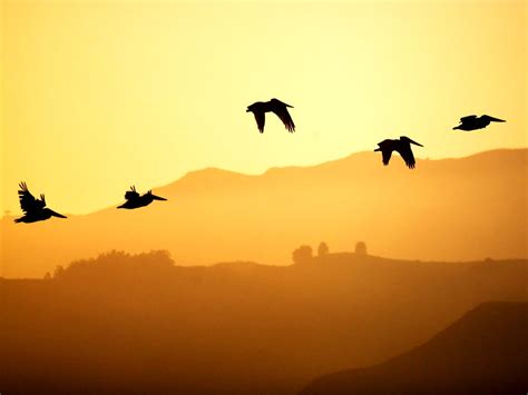 Bird Flock Sunset Wallpaper Top Free Pics