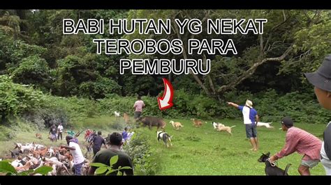 Babi Hutan Yg Terlalu Nekat Menghadang Para Pemburu Babi Hutan Youtube