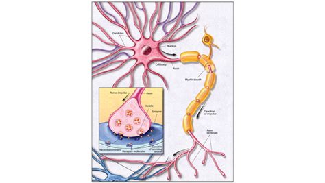 Labeled Nerve Cell Ultrastructure Of Nerves Classification Neurones