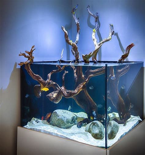Love This Open Top Aquarium With A Gorgeous Peice Of Manzanita Wood By