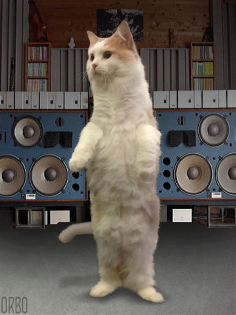 A White Cat Standing On Its Hind Legs In Front Of Some Audio Equipment