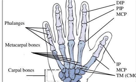 Hand And Wrist Bones And Joints With Their Corresponding Names Basic