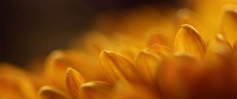 Download Wallpaper 2560x1080 Gerbera Yellow Flower Close Up Petals