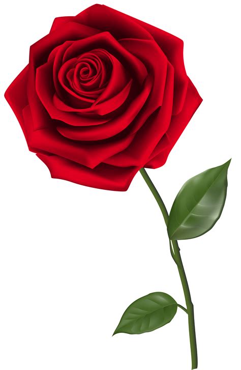 Pin By On КЛИПАРТЫ Png 1 In 2020 Red Rose Png Red Rose